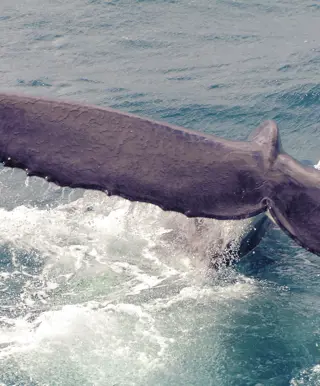Beobachte Buckelwale in der Geographe Bay